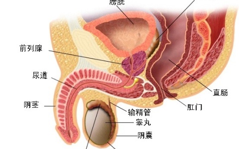 前列腺的生理解剖结构