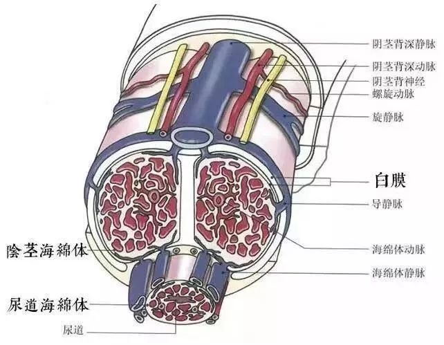 男生是如何由软变硬的