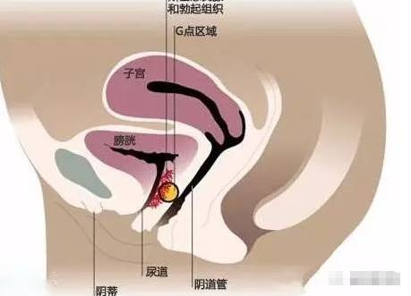 G点、A点、U点，你能分得清楚？