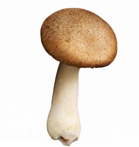 小弟常见的6种形状，你是哪一种？
