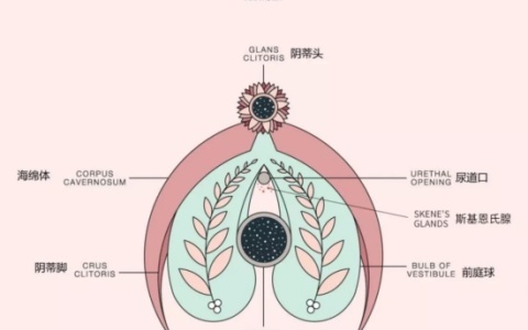 斯基恩氏液才是喷潮的真相！