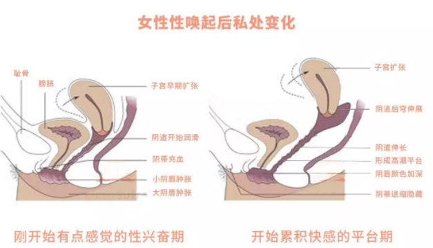 阴口深度和身高有关吗