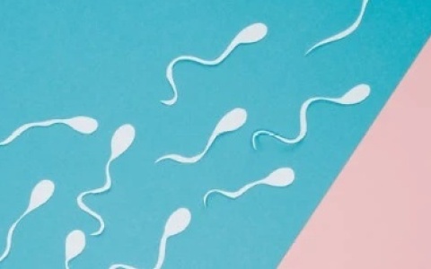 精子是怎么产生出来的
