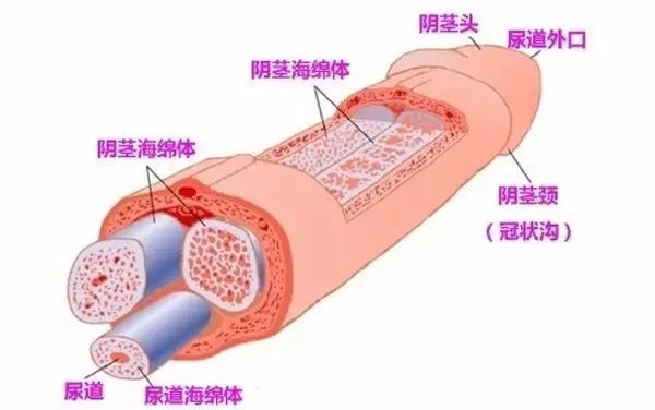 不同形状的丁丁，老司机要开车了，快上车。。。