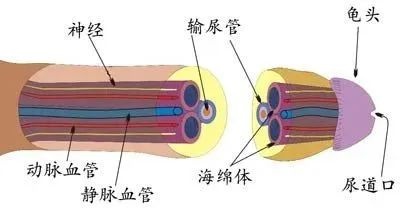 长期不用，“叮叮”会用进废退吗?