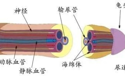 长期不用，“叮叮”会用进废退吗?