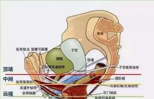 女生的小妹妹究竟长什么样