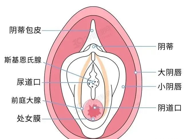 女生的小妹妹究竟长什么样