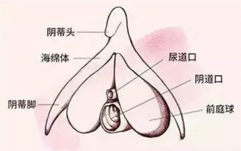 为啥小豆豆会比内部刺激更舒服