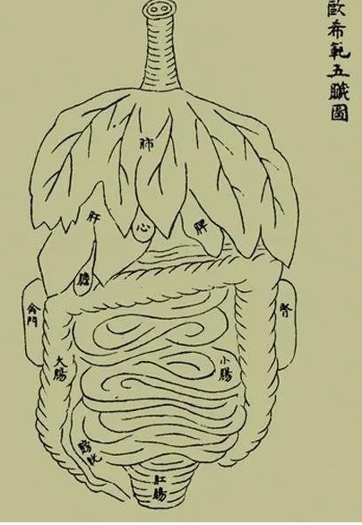 肾的概念，中西不同？