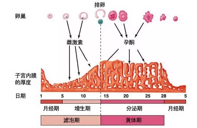 黄体破裂是妇科常见的急腹症之一