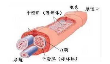 “十男九歪”,你的生殖器长偏了吗?