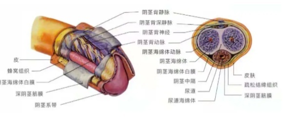 “十男九歪”,你的生殖器长偏了吗?