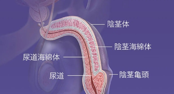 海绵体具体在什么位置