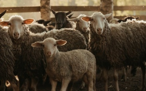 肾阳虚吃什么食物调理好