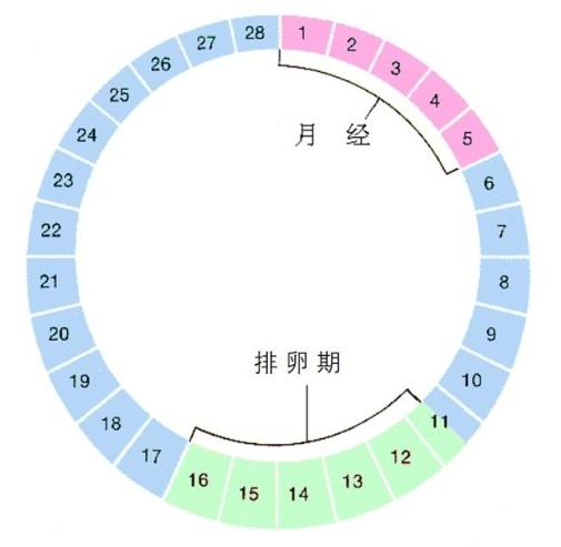 排卵期的计算公式，一看就懂！