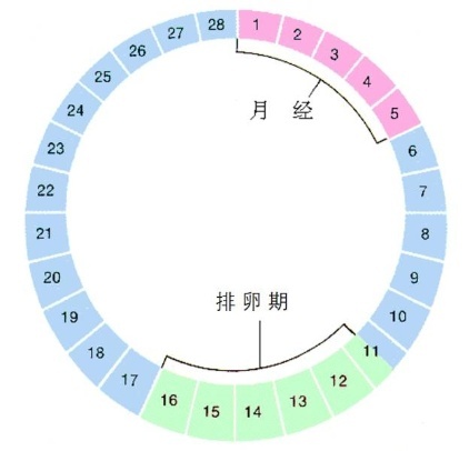 月经干净一般第几天开始排卵