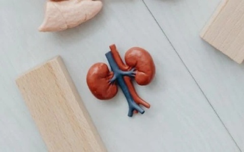 关于改善肾脏健康,你需要了解的9个小常识