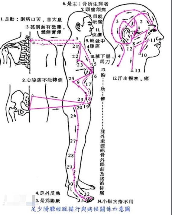 胆经在身体的哪个部位