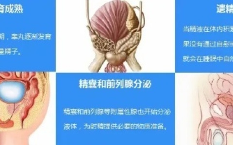 遗精的生理机制
