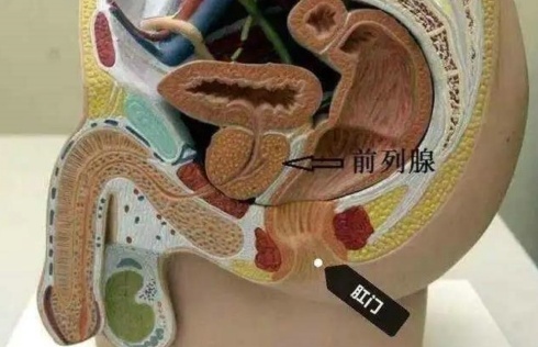前列腺的那些事儿