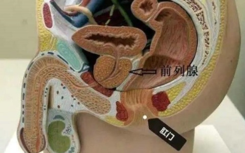 前列腺的那些事儿