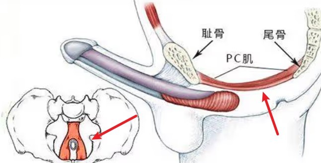 有没有变硬变长的锻炼方法-02