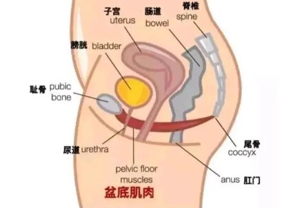 盆底肌锻炼的注意事项有哪些-01