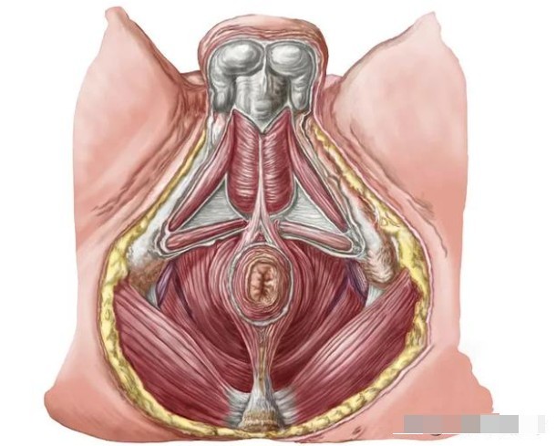 男性的盆底肌具体位置在哪里-02