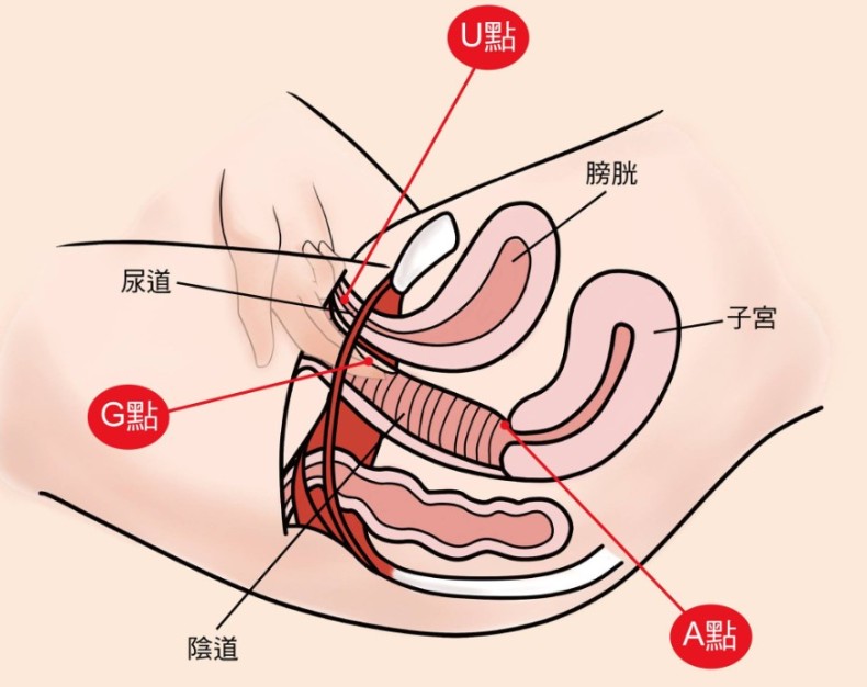 U点具体在什么位置-01