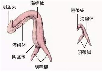 女生说立了到底是哪里立了-01