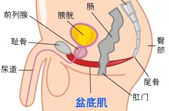 男性盆底肌正确锻炼方法-01