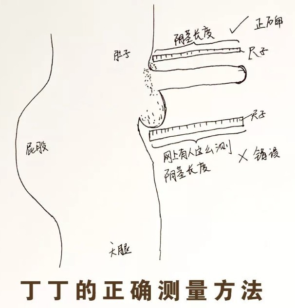 给你们演示下丁丁长度的正确测量方法-01