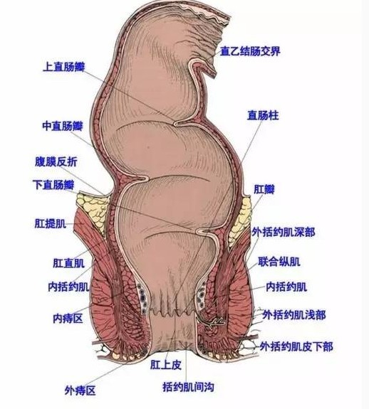 肛门能容忍多少cm长的异物-01