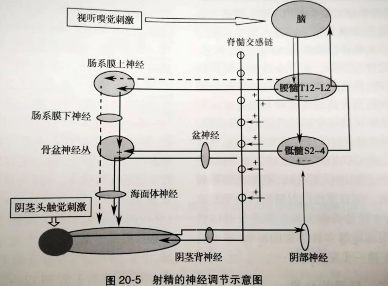 射精原理图